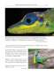Preview: Amphibians and Reptiles of the St. Vincent and Grenada Banks, We